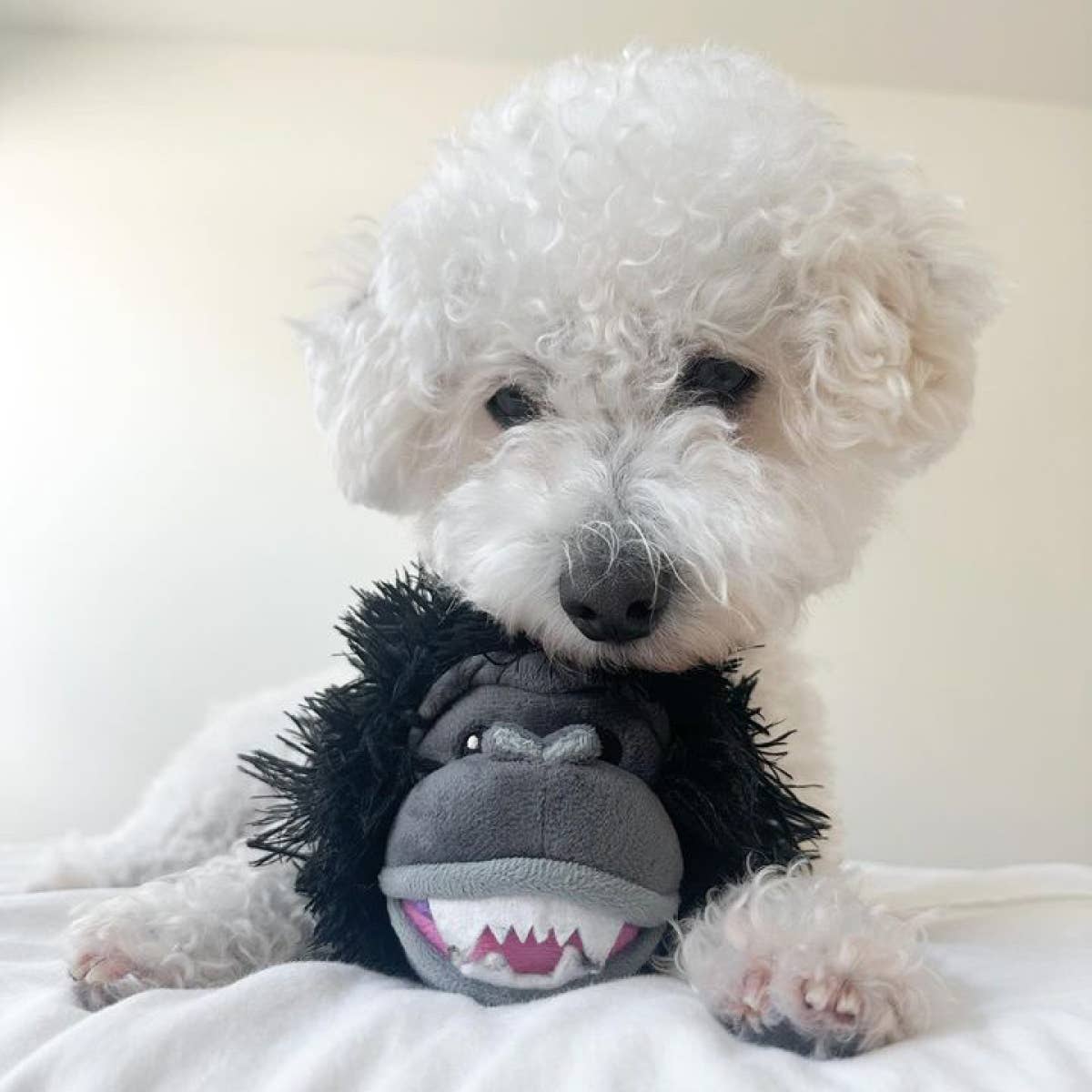 Gorilla 2-in-1 Fetch Ball dog toy packaging