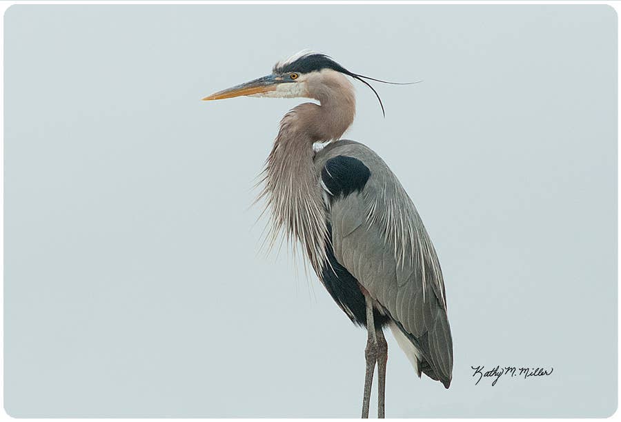 Andreas - KM Heron Jar Opener
