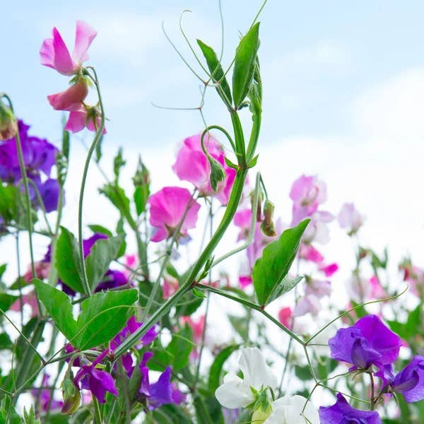 Sweet Peas Royal Family Mixed Colors seed packet back details