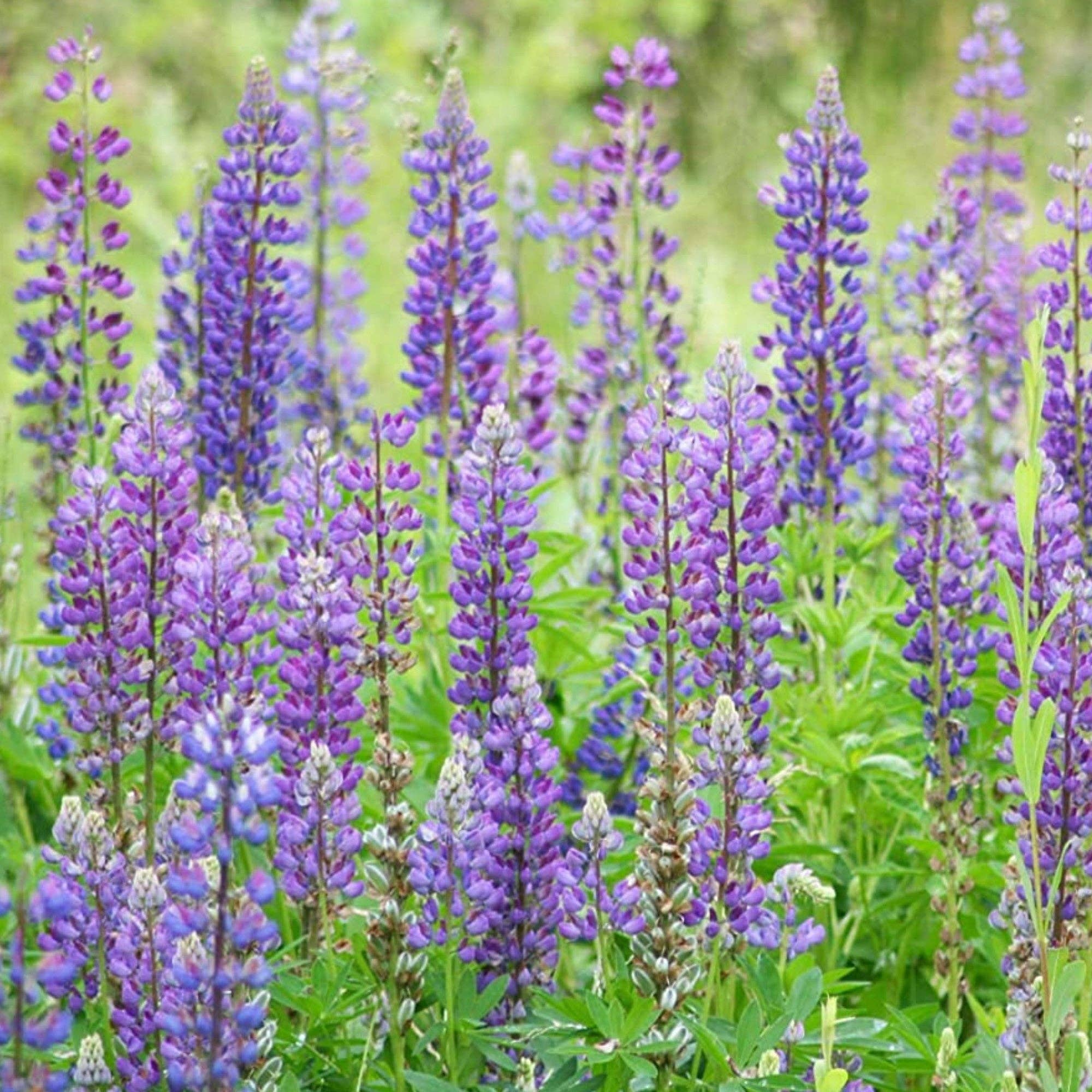 Hummingbird & Butterfly Wildflower Pollinator Seed Mix