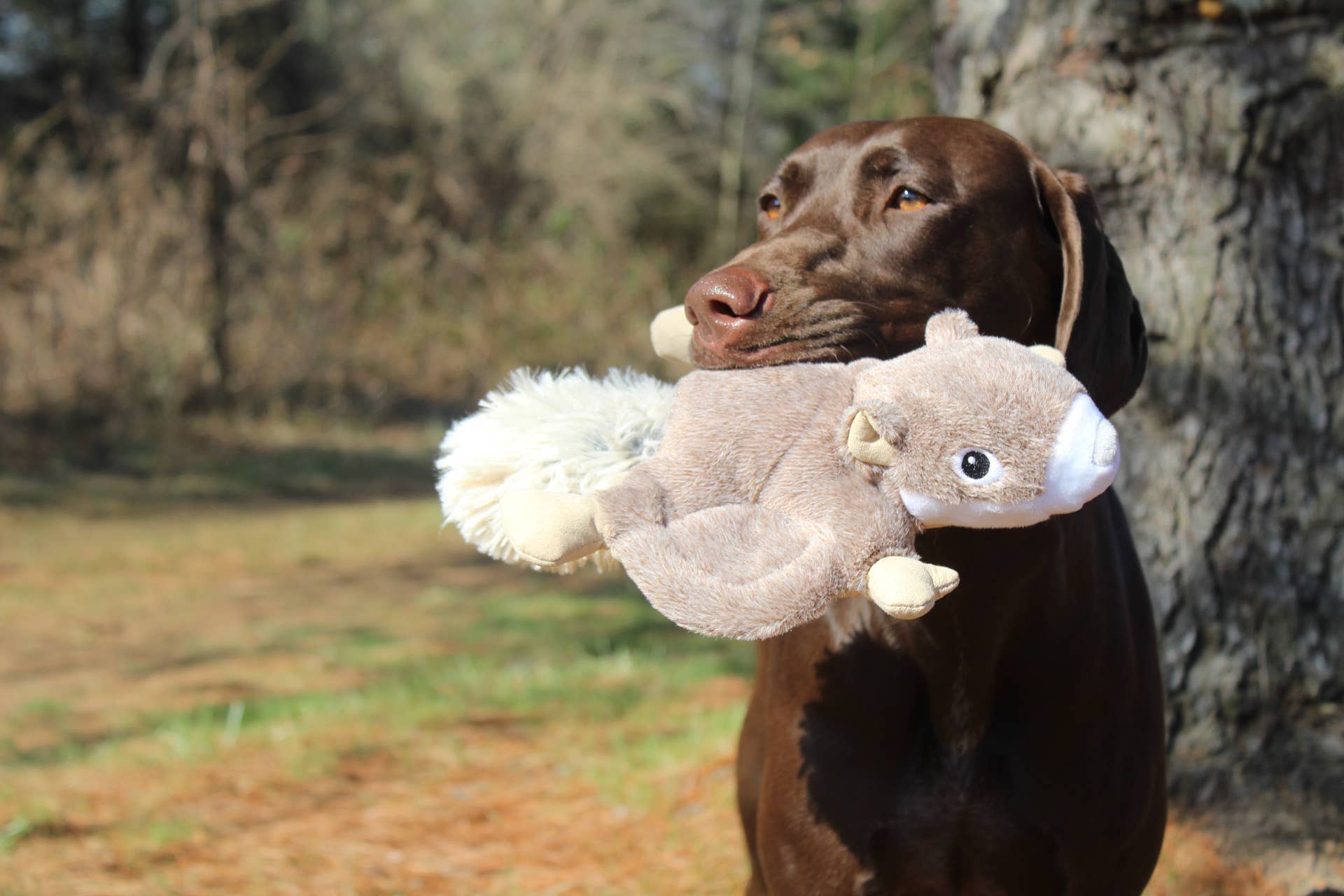 Tall Tails Plush Flying Squirrel Dog Toy with dog