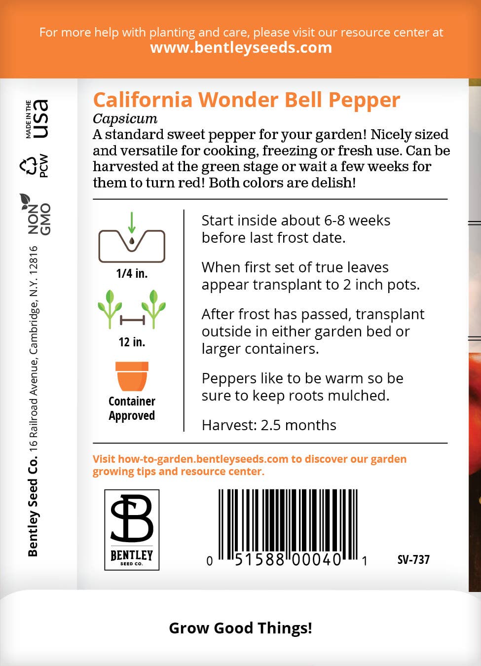 California Wonder Sweet Peppers growing in garden