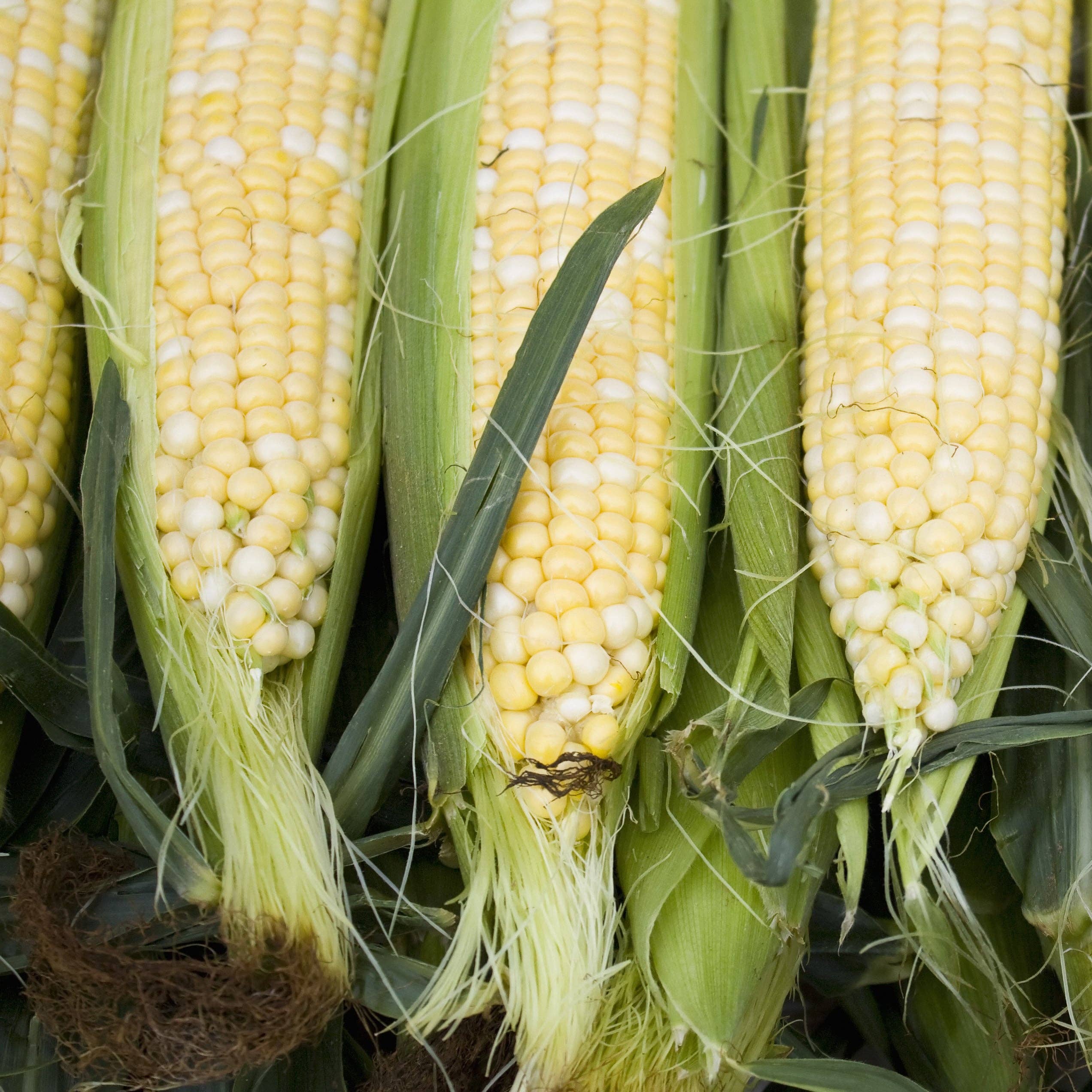 Pearls and Gold bicolor corn ears harvested