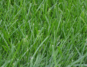 Kentucky 31 Fescue grass seed 50 lb bag