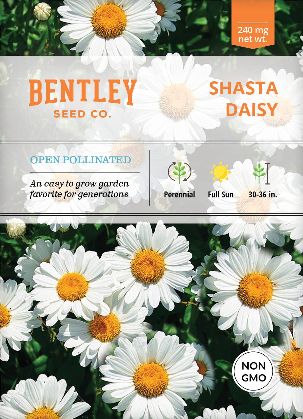 Shasta Daisy flower seed packet