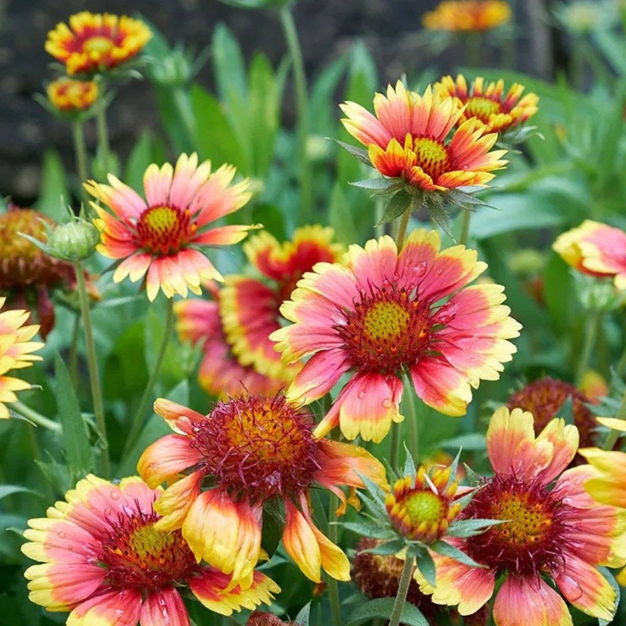 Hummingbird & Butterfly Wildflower Pollinator Seed Mix