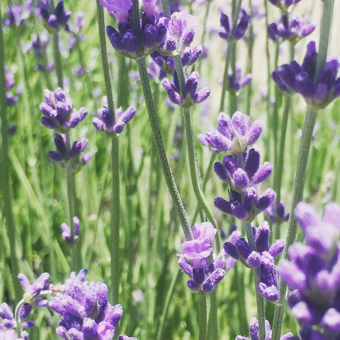Garden Sprinkles Lavender flowers blooming in garden
