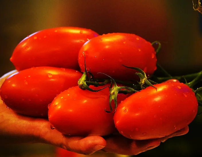 Brim Seed Co. - Southern Acclimated Amish Paste Tomato Heirloom Seed