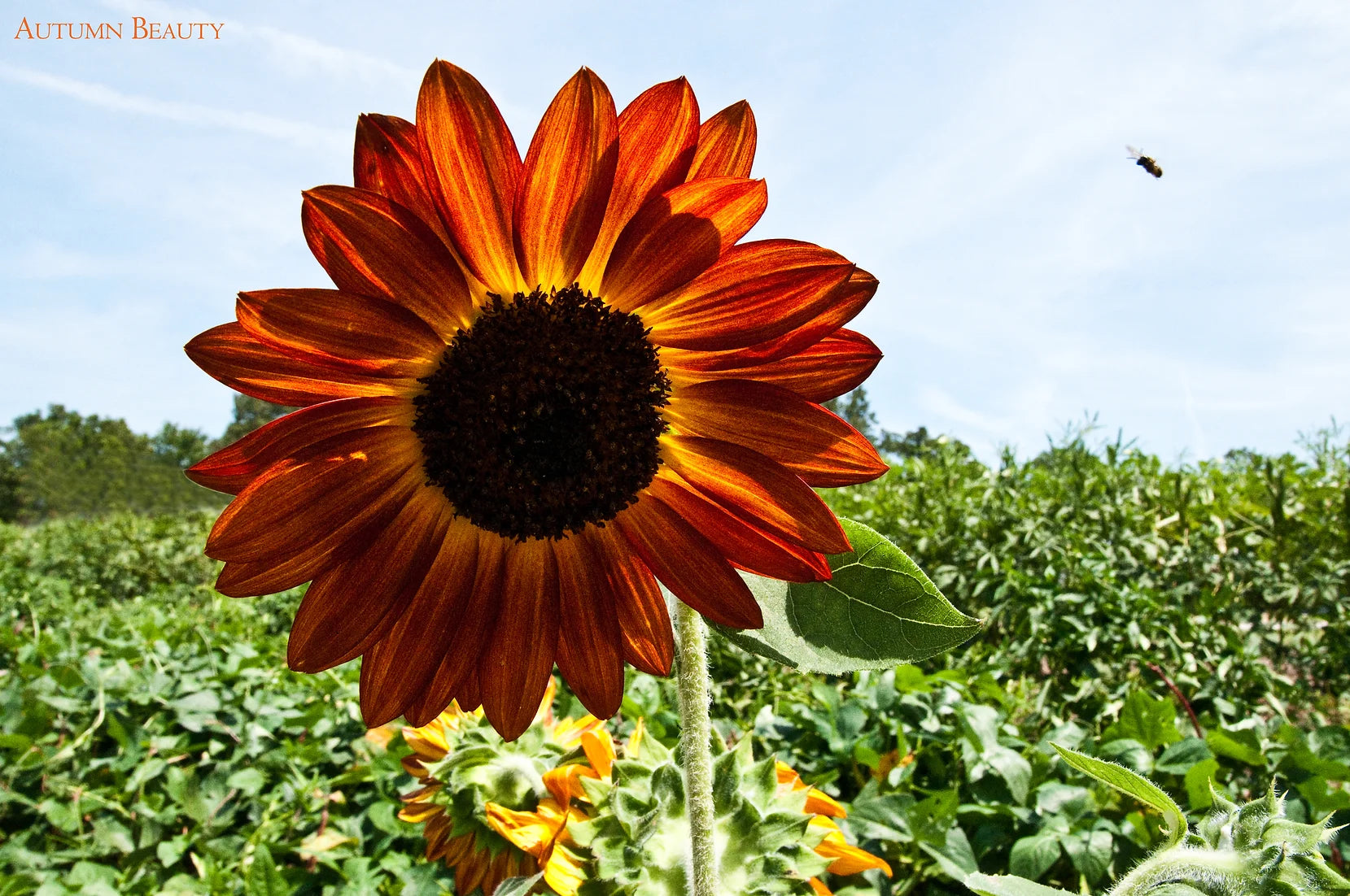 Brim Seed Co. - Autumn Beauty Sunflower Seed