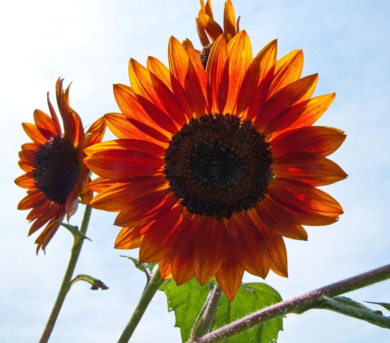 Brim Seed Co. - Autumn Beauty Sunflower Seed