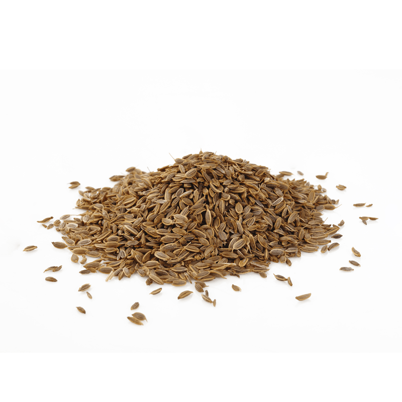 Dill Long Island Mammoth fresh herb sprigs