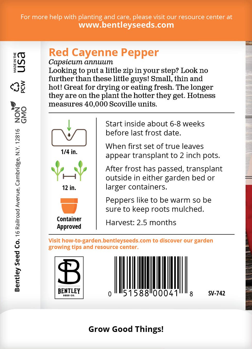 Pepper Long Red Cayenne hot peppers on plant