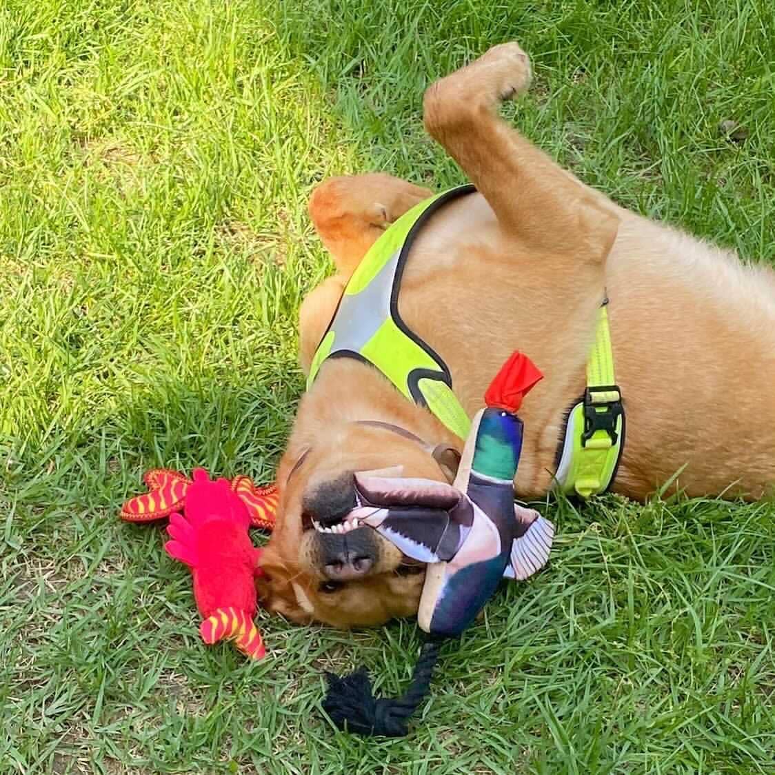 Fly & Fetch launching toy packaging front view
