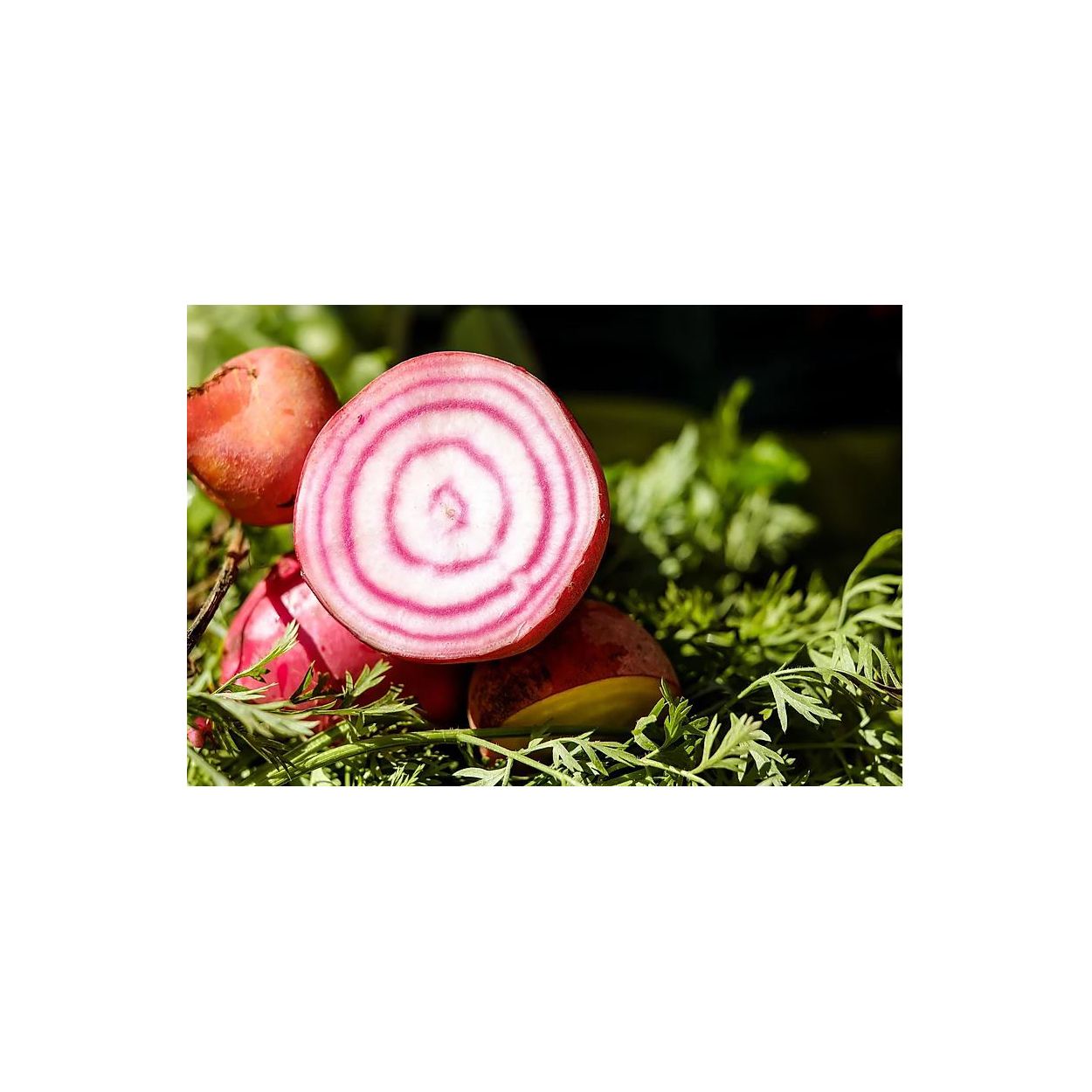 Brim Seed Co. - Chioggia Bassano Beet Heirloom Seed
