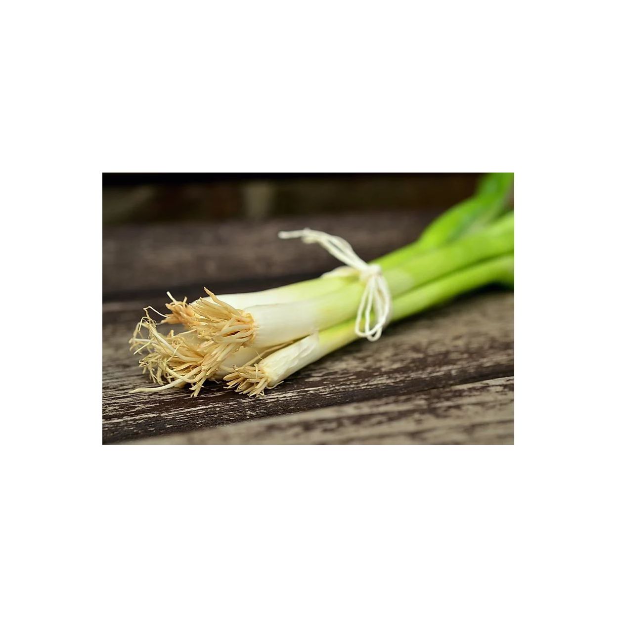 Brim Seed Co. - Evergreen White Nebuka Bunching Onion Seed