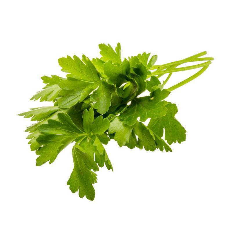 Parsley Plain Italian fresh green leaves close-up