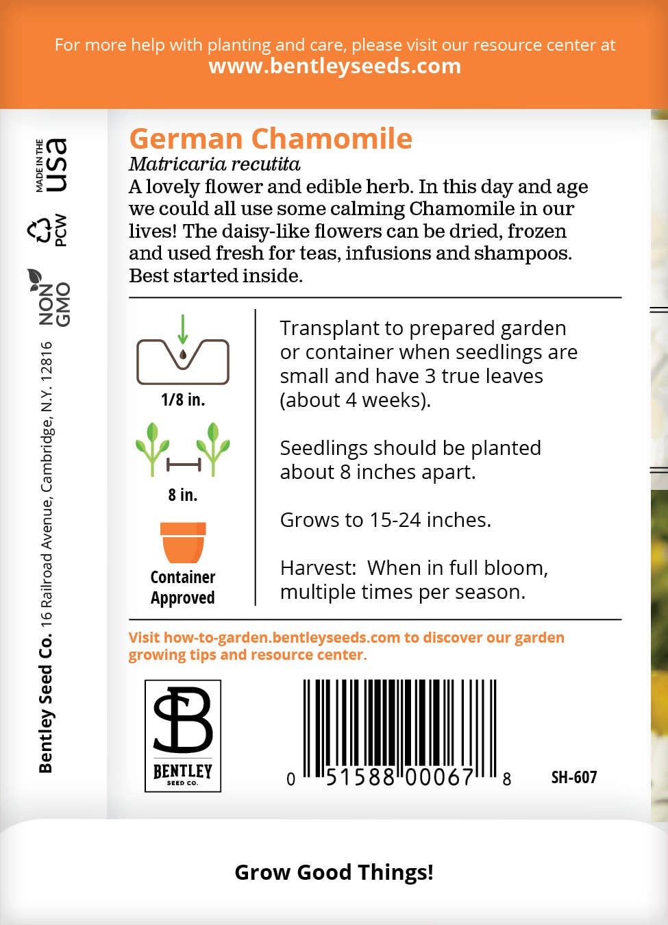 German Chamomile flowers in bloom