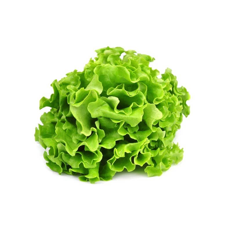 Simpson's Curled Lettuce leaves ready for harvest