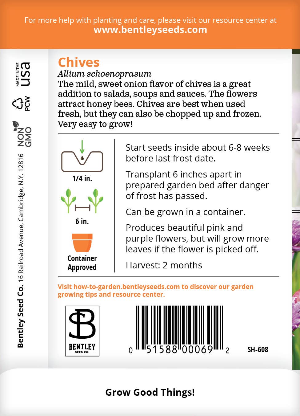 Chives growing with purple blossoms