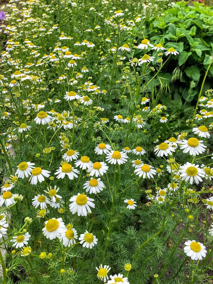 Brim Seed Co. - German Chamomile Flower Seed