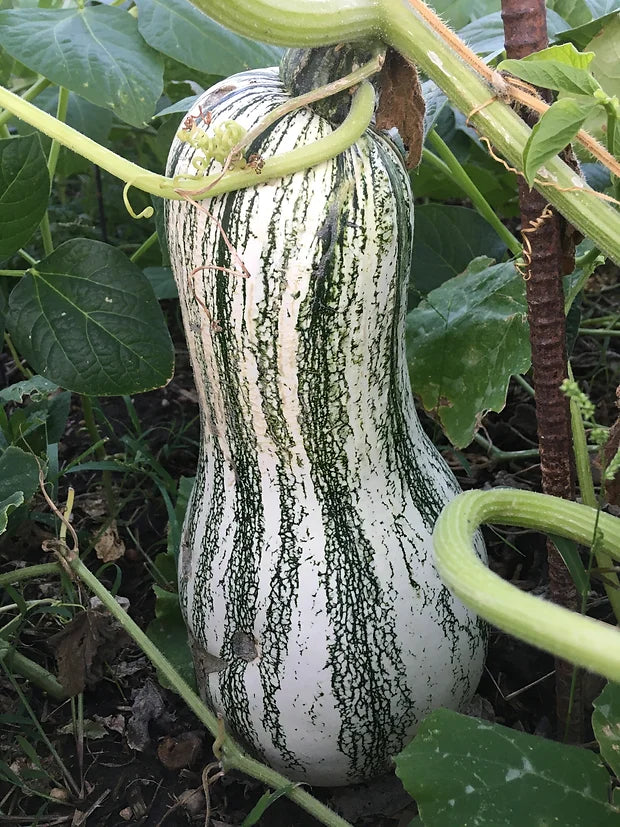 Brim Seed Co. - Green Cushaw Squash Heirloom Seed