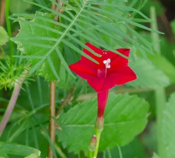 Brim Seed Co. - Southern Acclimated Cypress Vine Flower Heirloom Seed