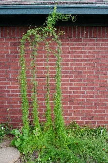 Brim Seed Co. - Southern Acclimated Cypress Vine Flower Heirloom Seed