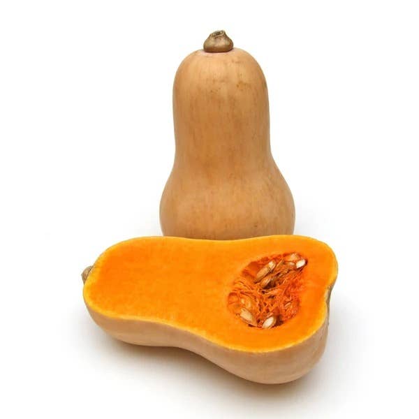 Harvested Butternut Waltham Squash on display