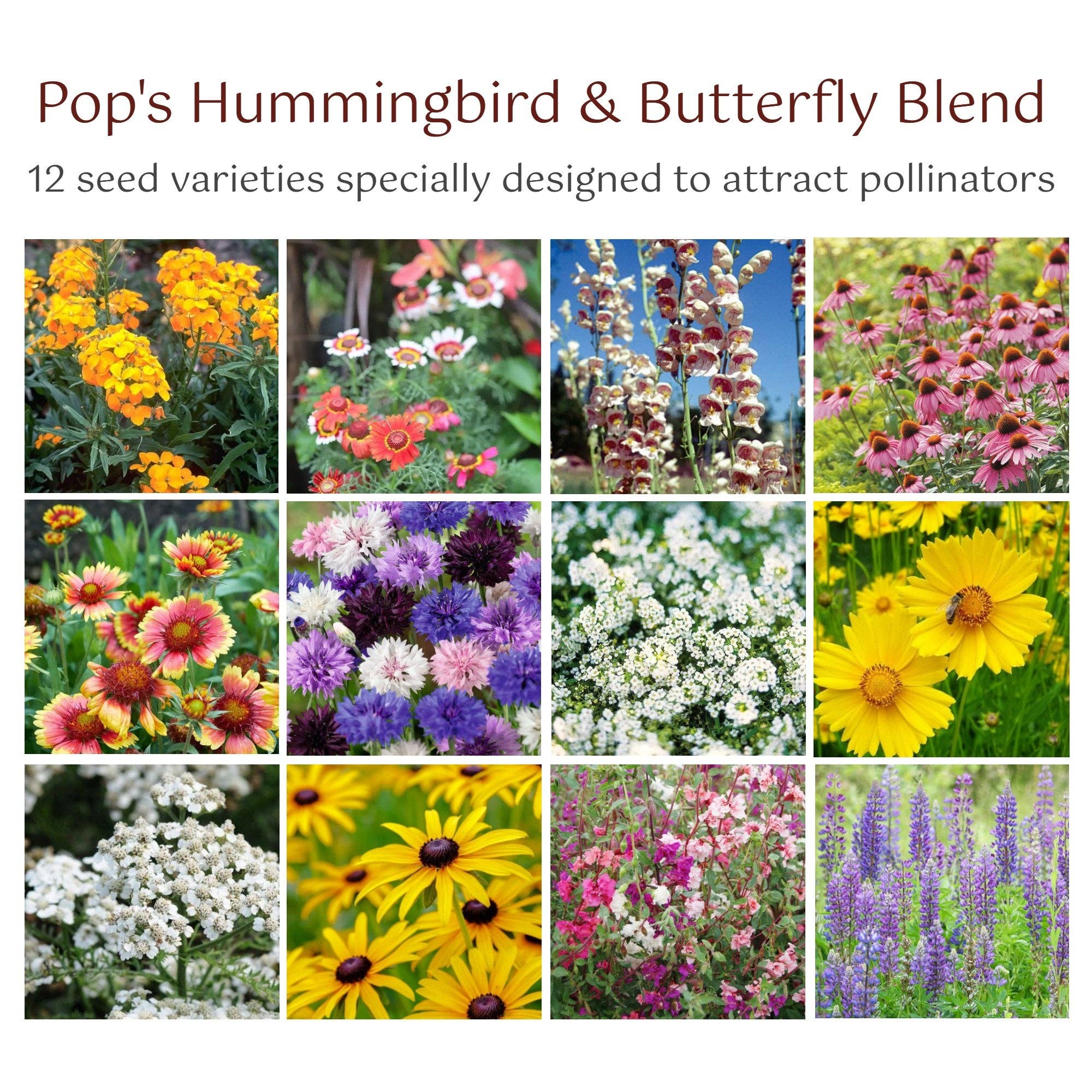 Hummingbird & Butterfly Wildflower Pollinator Seed Mix