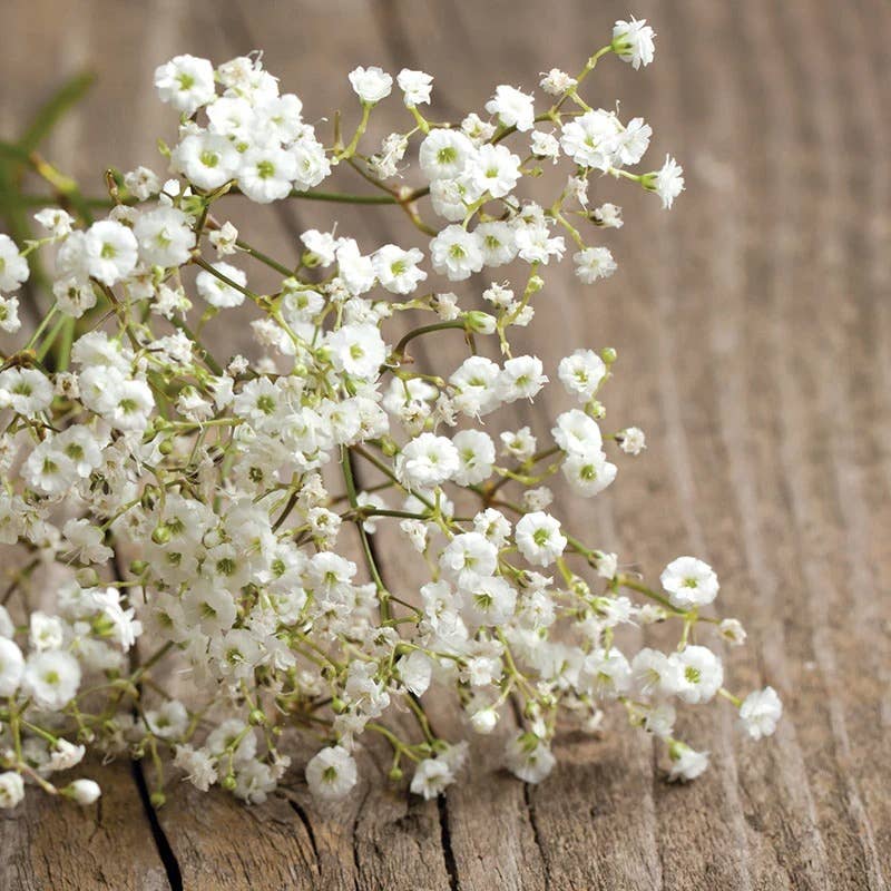 Baby's Breath-Covent Garden-Gypsophila Elegans
