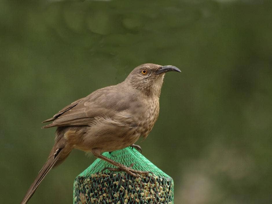 WildBird Feast Cylinder small on feeder