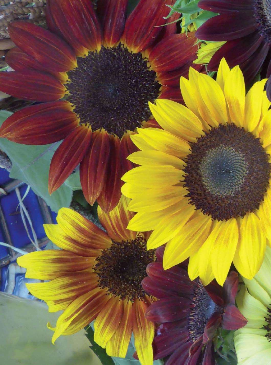 Sunflower All Sorts Mix seeds close-up view