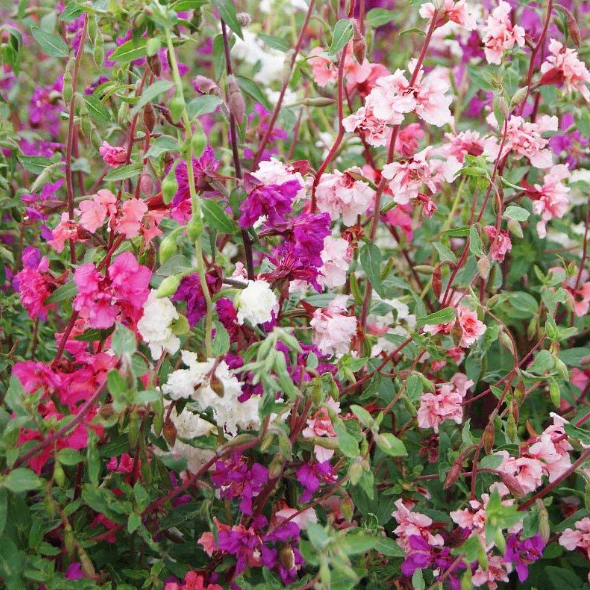 Hummingbird & Butterfly Wildflower Pollinator Seed Mix