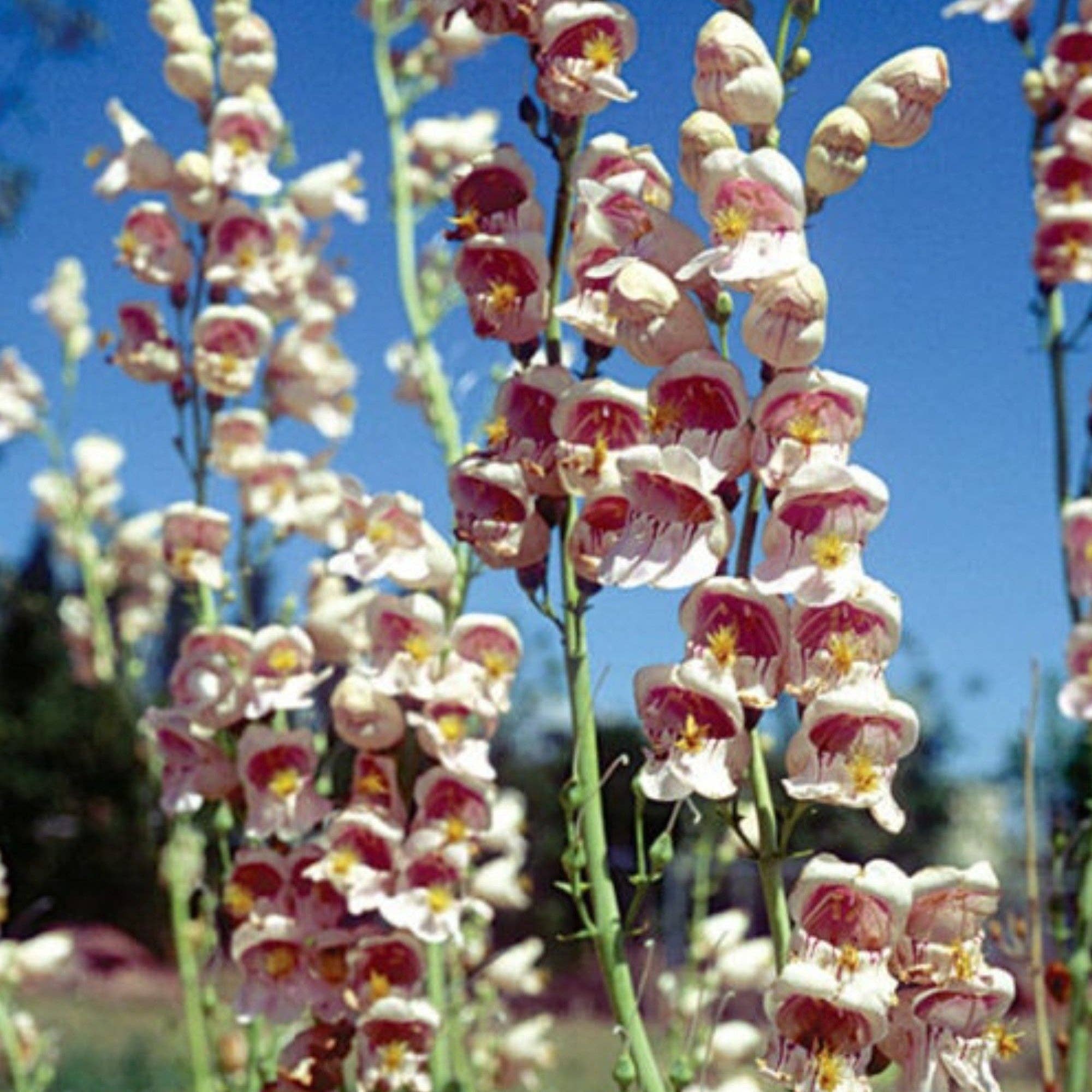 Hummingbird & Butterfly Wildflower Pollinator Seed Mix