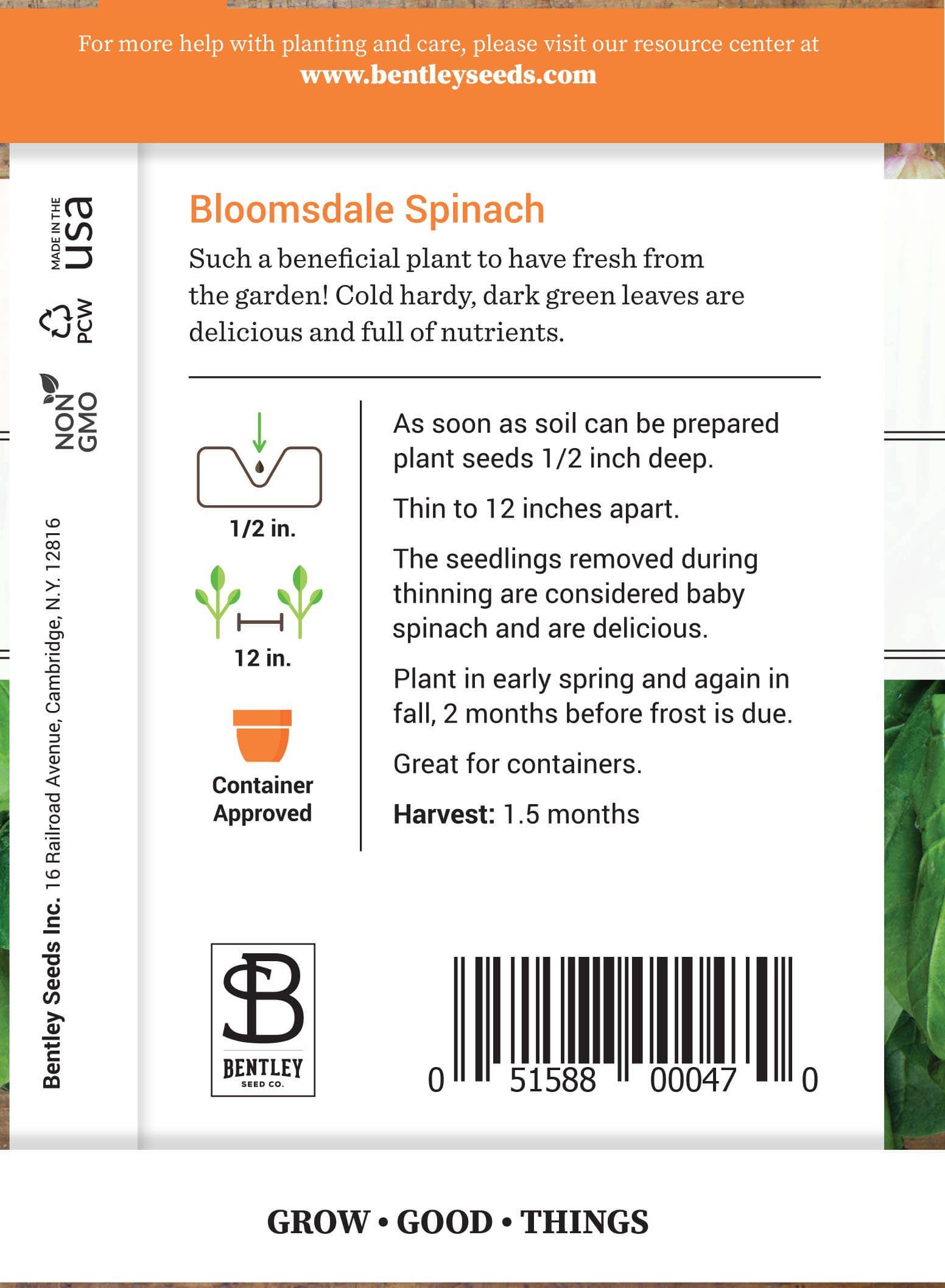 Bloomsdale spinach with dark green crinkled leaves
