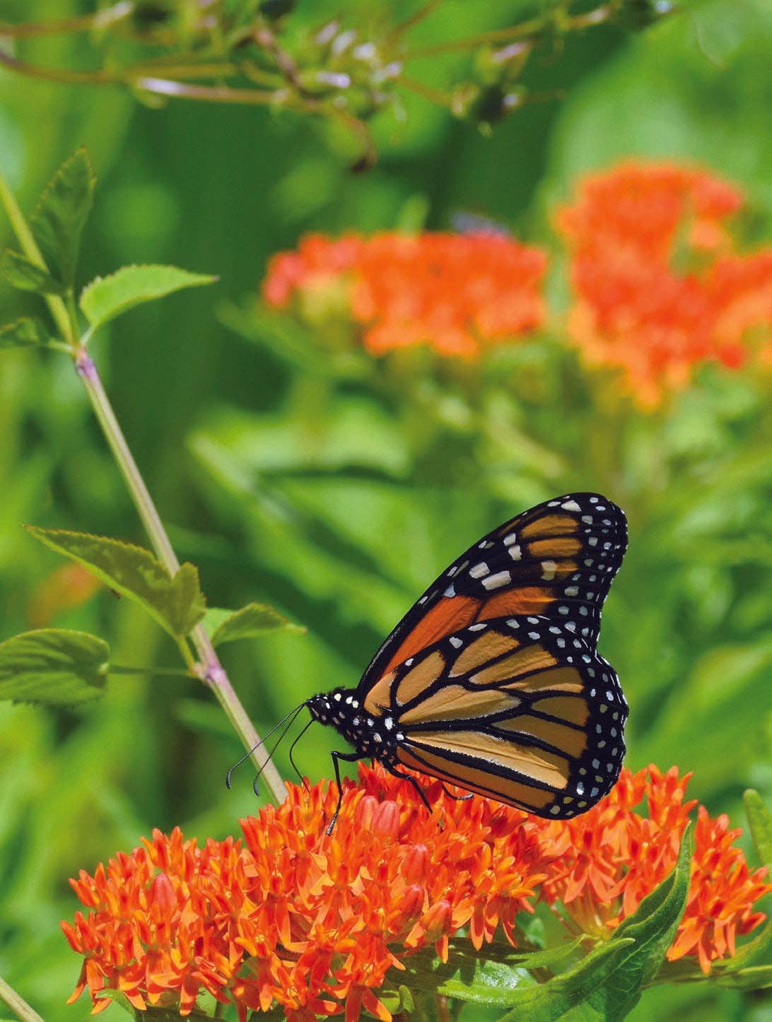 Orange butterfly milkweed flowers in bloom