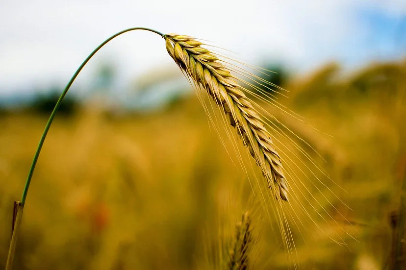 Brim Seed Co. Elbon Cereal Rye grain seeds closeup