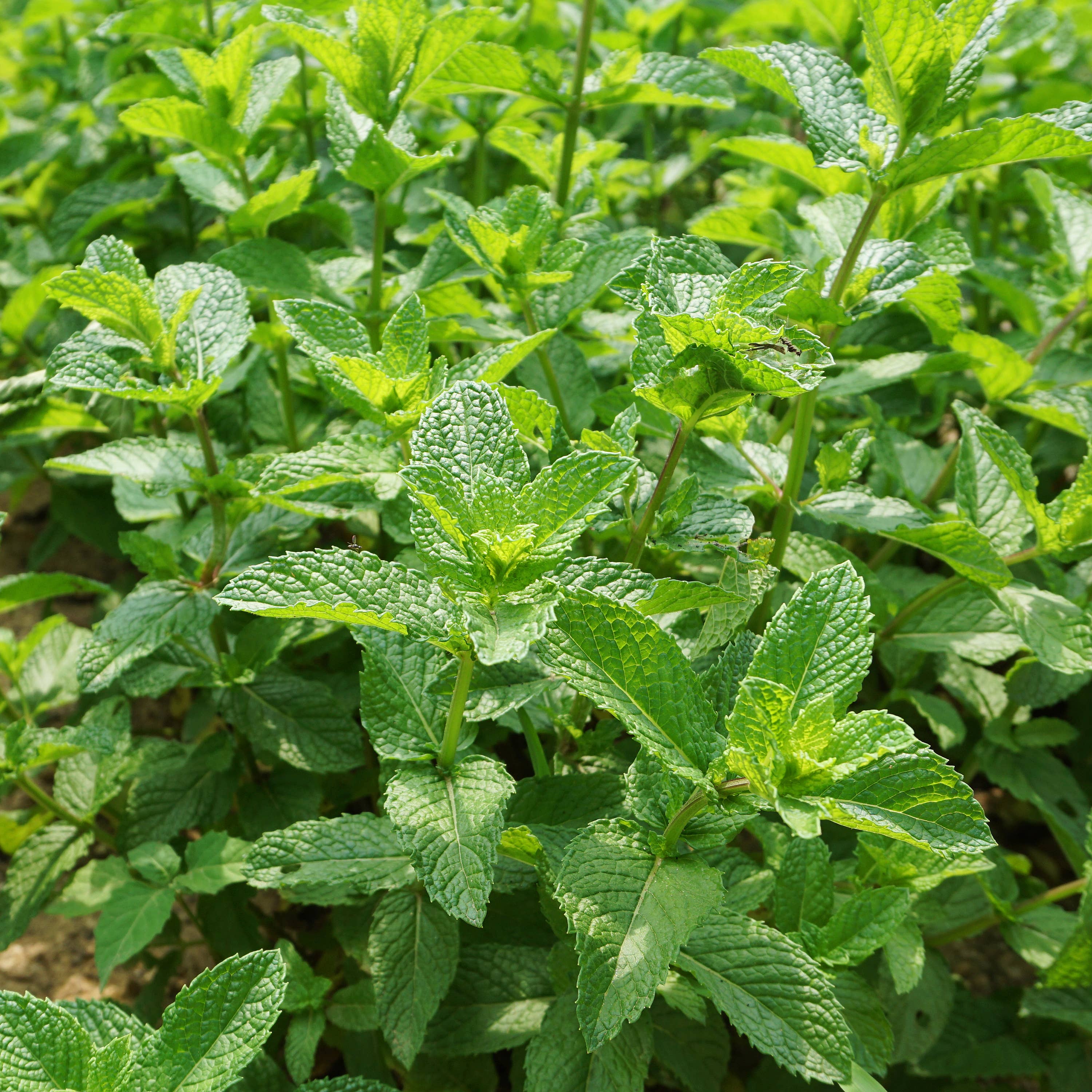 Spearmint seed packet back with growing instructions