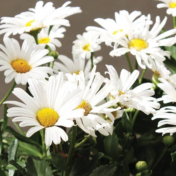 Shasta Daisy seed packet back with planting details