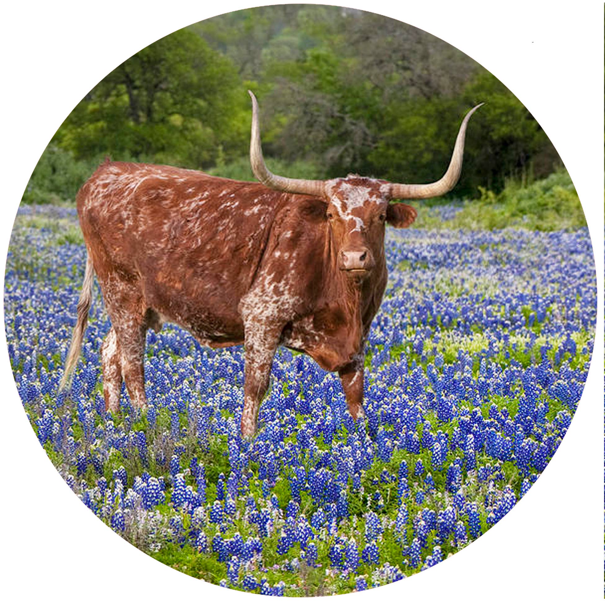 Longhorn Bluebonnets
