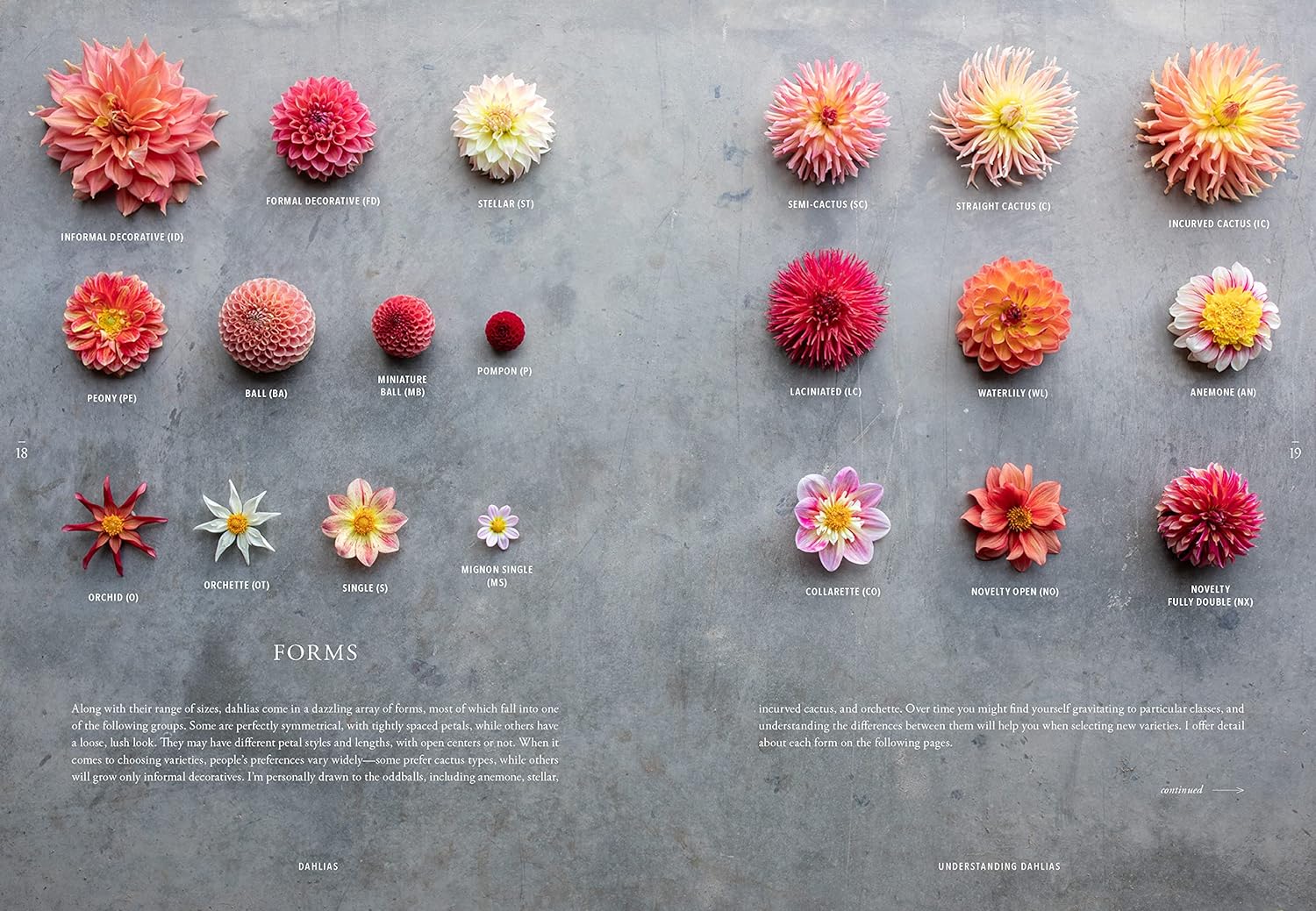 Floret Farm's Discovering Dahlias book interior dahlia close-up page
