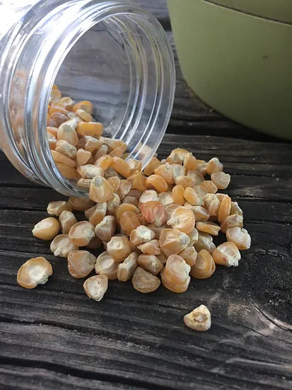 Brim Seed Co. - Golden Bantam 8 Row Corn Seed