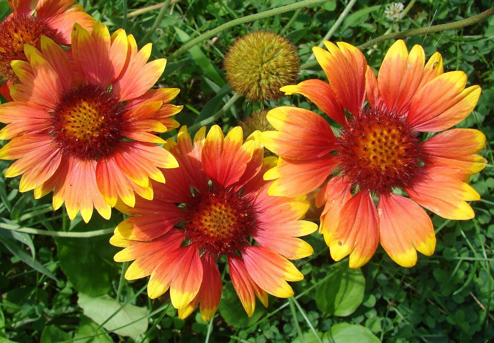 Brim Seed Co. - Indian Blanket Gaillardia Wildflower Seed