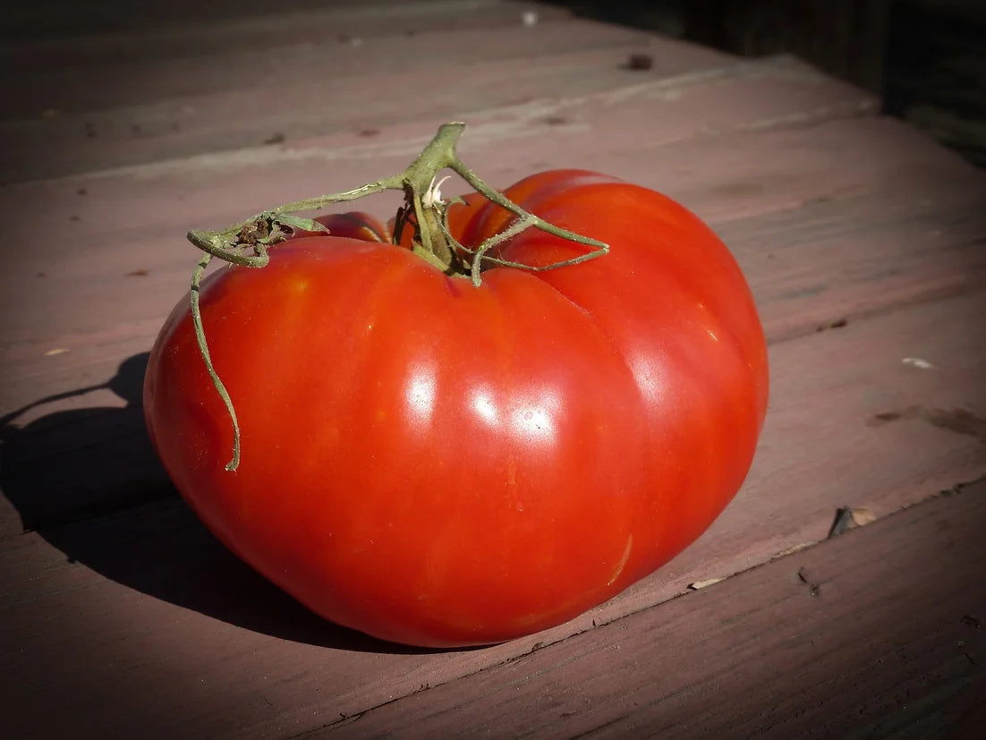 Brim Seed Co. - Southern Acclimated Italian Heirloom Tomato Seed