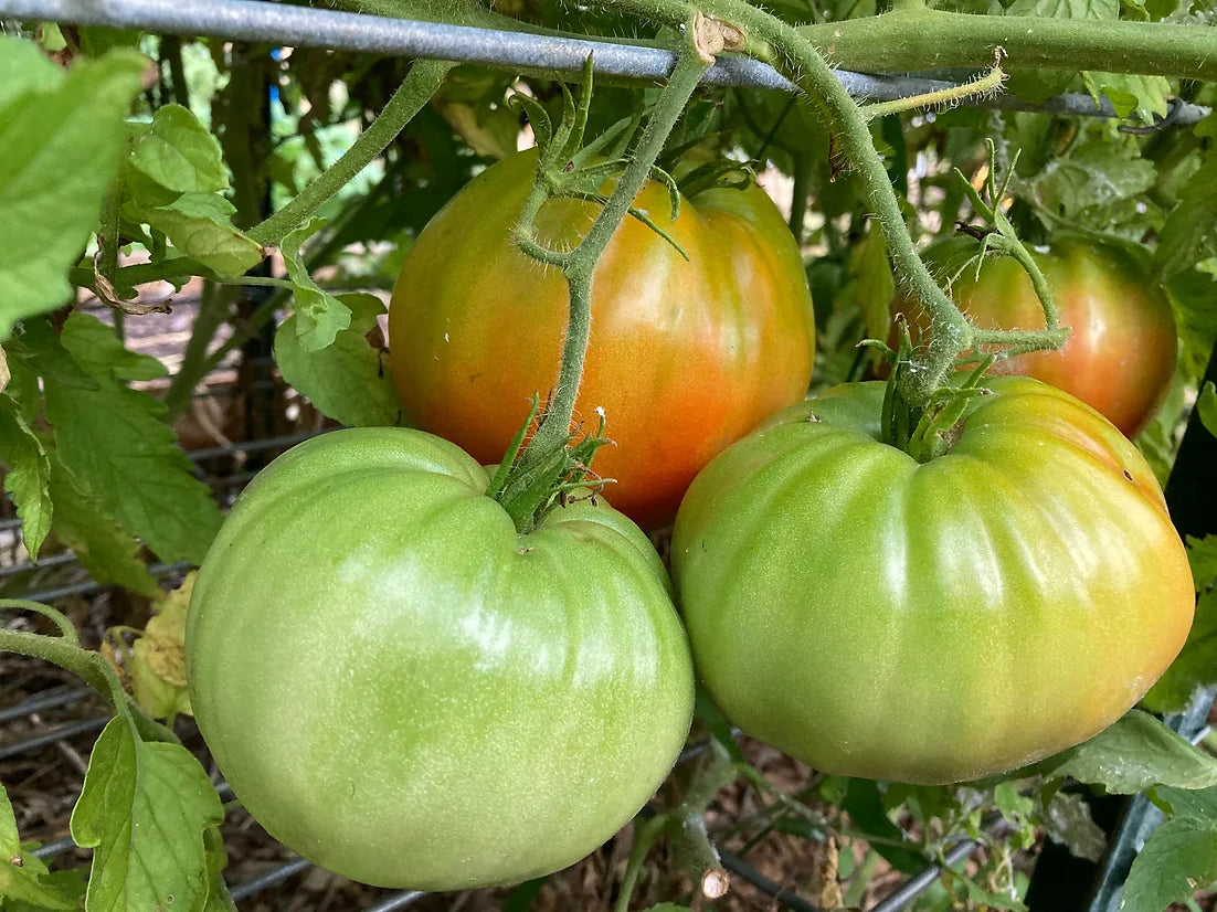 Brim Seed Co. - Southern Acclimated Italian Heirloom Tomato Seed
