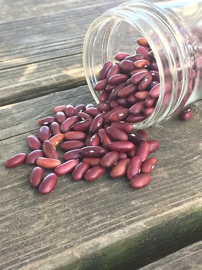 Brim Seed Co. - Kentucky Wonder Bush Bean Heirloom Seed