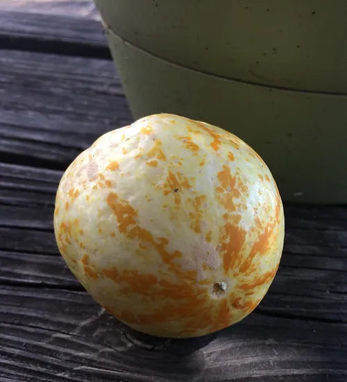 Brim Seed Co. - Lemon Cucumber Heirloom Seed