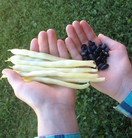 Brim Seed Co. - Pencil Pod Black Wax Bean Heirloom Seed