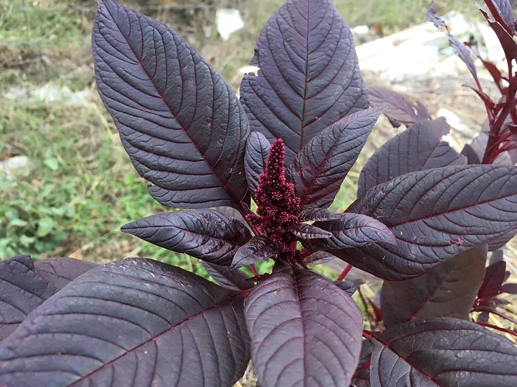 Brim Seed Co. - Southern Acclimated Red Amaranth
