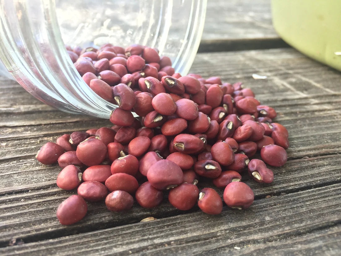 Brim Seed Co. - Southern Acclimated Red Cowpea Southern Pea Heirloom Seed